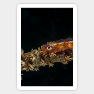 Colored sea whip coral goby Sticker